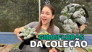 3 GIBBIFLORAS DA NOSSA COLEÇÃO | Greenhouse Suculentas