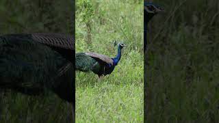 #peacock #hesitate to #dance & #display his #beautiful #feathers #naturebeauty #wildlife #4k #birds