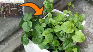 #46 If you don't have a garden, it's very easy to grow spinach with stems