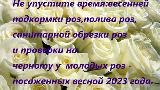 Начинаю кормить розы ,полив роз,санитарная обрезка трижды,чернота молодых роз.