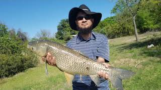 Stripe Bass Fishing at Inks Lake State Park & Carp Fishing at Emma Long Park Austin