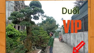 Duối bonsai cỡ lớn ( hàng VIP )