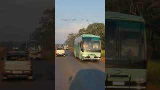 Higer bus vs Tata Marcopolo buses in Kalumbila #shorts