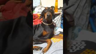 kallu kaliya 😆( Doberman) #shortfeed #shots