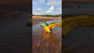 A parrot taking a bath