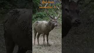 Swiss red deer encounters / Rencontres de cerfs en Suisse