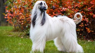 Great pictures of Afghan Hound