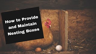 How to Provide and Maintain Nesting Boxes