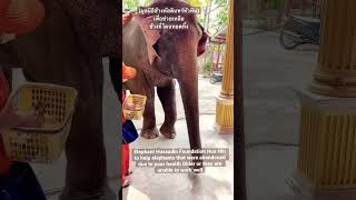 ปางช้างหัวหิน Elephant Hussadin Foundation Hua Hin