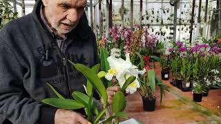 Le grandi Cattleya, le regine delle orchidee