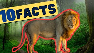 10 Fascinating Facts About Lions