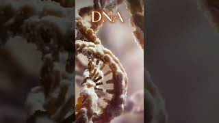 Double Stranded DAN ( Deoxyribonucleic Acid ) #biology #dna #neet #dnavideo #biologyclass12