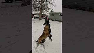 First snow for Malinois pup. #malinois #searchdog #workingdog