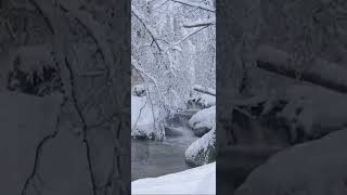 ❄Хлопьями белыми стелет февраль...🌪🦊