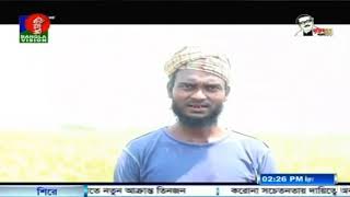 Combine Harvester News Coverage Bangla Vision  28 04 2020