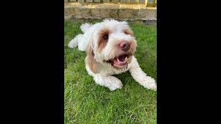 Good Dog Hugo #dog #music #dogs #foryou #shorts #shortvideo