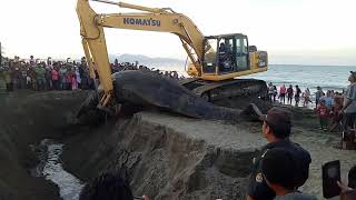 Whale vs Excavator // मछली / व्हेल मछली // burial of tha world's // Muslim well machli // Pani pani