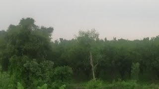 India's South part forest area view part 1 traveling time #foreat #south #videos #views (2)