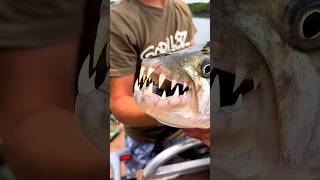 यह मछली मगरमच्छ को कच्चा चबा जाती है | Goliath Tiger Fish | River Monsters #shorts #viral