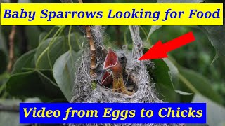 Baby Sparrows Looking for Food and Mother in Nest at the Village Garden | Birds Birth from Eggs