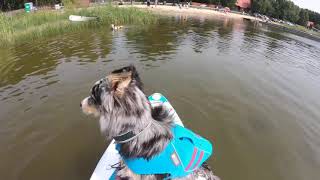 SUP with dogs - blooper