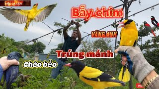 Bẫy chim sinh tồn,ngày cuối tuần bội thu/vàng anh/chèo bẻo/độc lạ sầm sơn-HD