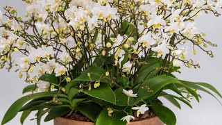 How to Care for Mini Teacup Orchids