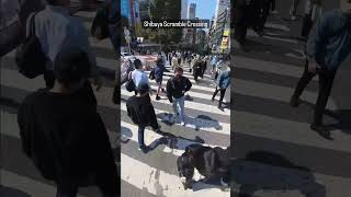 Shibuya Scramble Crossing #travel #tokyo #shibuya #shibuyacrossing #japan