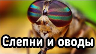 Ловушка для мух, оводов и слепней