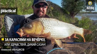 За карасями на вечёрку, или Здравствуй, дикий сазан! Алексей Ивашков .Anglers Practical