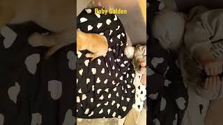 #golden #puppy #cute #shorts #subscribe #like #new #dog #video #youtube #share #love