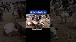 gehnay bachray in cow Mandi #cattlepoint #cow  #trending #viral #animals