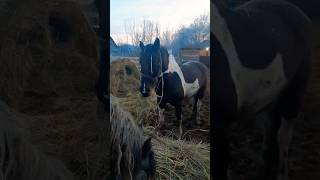 Моменты из жизни #horse #лошади #сельская_жизнь #село #сельскоехозяйство #лошадимояжизнь#лошади#кони