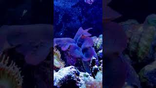 #shorts #clam #purpleclam #reef #marinefish #coralreef #aquarium