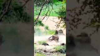 baboons vs leopard fighting for survival #shorts #leopardvsbaboons