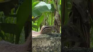 Squirrel on the fence: a cute and fearless character that steals the hearts of viewers. #srilanka