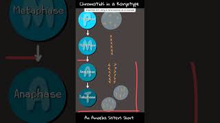 Chromatids in a Karyotype - Amoeba Sisters #Shorts