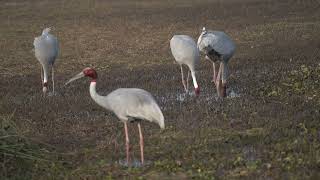 Sarus cranes seen foraging.