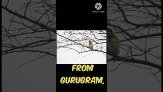 Sultanpur National Park in Gurgaon #adventure #youtube #haryana #shots #youtubeshorts #india #love