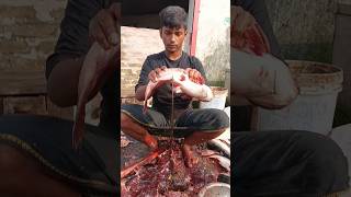 Amazing Pangash Fish Cutting Skills #ytshorts#shorts_videos  #Fish Cutting 💥💥