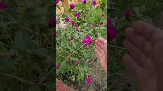 Bachelors button flowers | Easy growth | Perennial blooms at rooftop #nature #garden #shorts