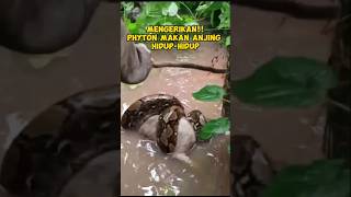 Berburu Ular Phyton!! Karena Memangsa Anjing Milik Warga #shorts #ular #snake #phyton