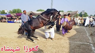 Ghoda shenshah horse dance dhamal mela peer shah -19