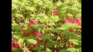 Wild Plant Guide Foraging Walks: Ribes sanguineum. 'thyme-and-sage-currant'.