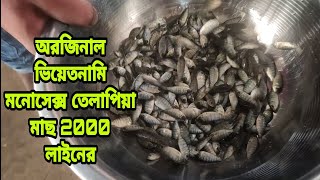 Vietnam Monosex Tilapia 2000 Line Fish Video ।।01739611752।। ভিয়েতনাম মনোসেক্স তেলাপিয়া 2000 লাইন