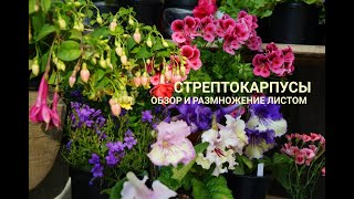 СТРЕПТОКАРПУСЫ: Обзор, размножение