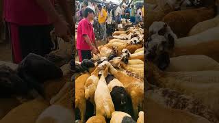 Karnataka's biggest sheep market - Akkirampura santhe