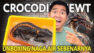 UNBOXING NAGA AIR SEBENERNYA! PERTAMAKALI PELIHARA SALAMANDER KAYA GINI!