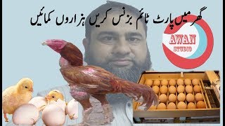 how to hatch chicken chicks with home made incubator complete information urdu/hindi