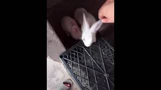 rabbit funny short #rabbitfarming #rabbitlifestyle